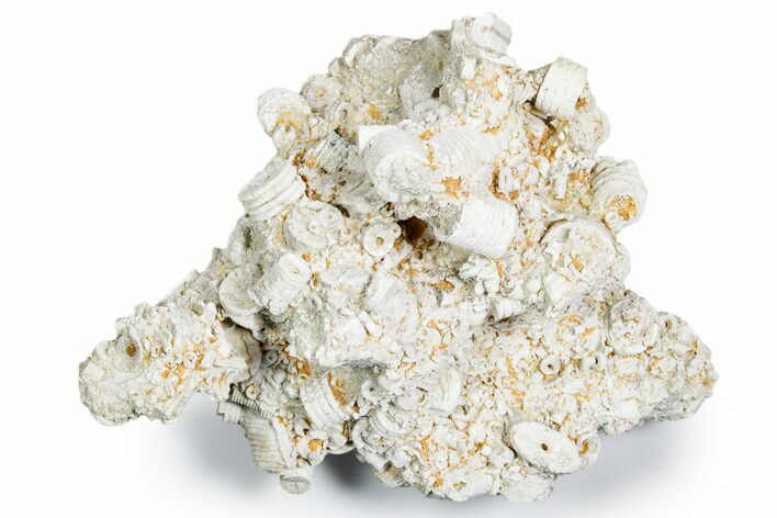 Mississippian Fossil Crinoid Stem & Cephalopod Plate - Kentucky #358751